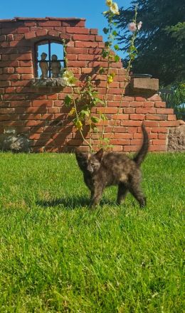 Europäische Kurzhaar Kitten