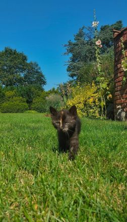 Europäische Kurzhaar Kitten