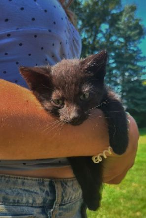 Europäische Kurzhaar Kitten