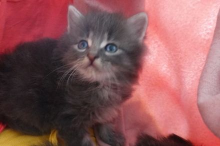 Wunderschöne Wald katzenbabys , Kitten