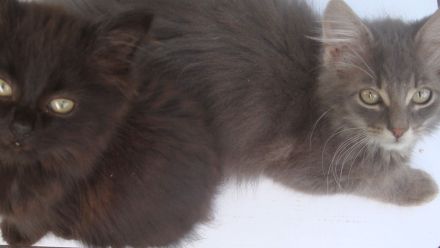 Wunderschöne Wald katzenbabys , Kitten