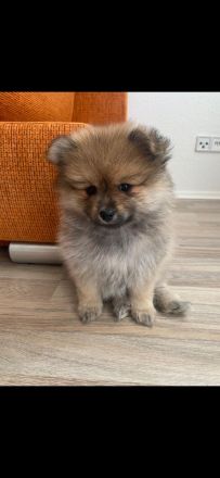 Pomeranian-Welpen, Spitz