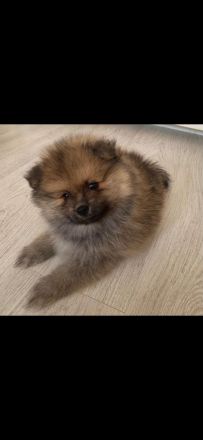 Pomeranian-Welpen, Spitz