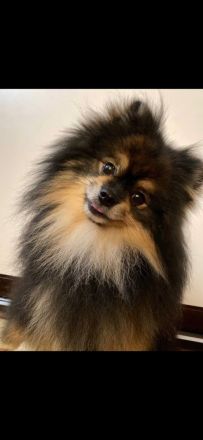 Pomeranian-Welpen, Spitz