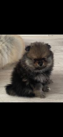 Pomeranian-Welpen, Spitz