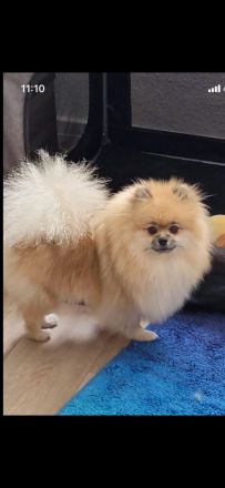 Pomeranian-Welpen, Spitz