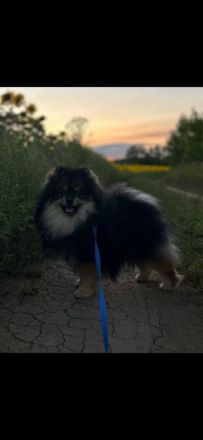 Pomeranian-Welpen, Spitz