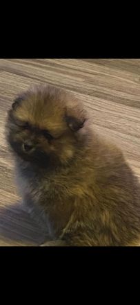 Pomeranian-Welpen, Spitz