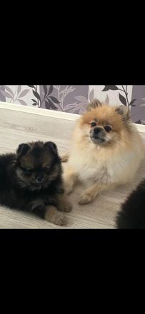 Pomeranian-Welpen, Spitz