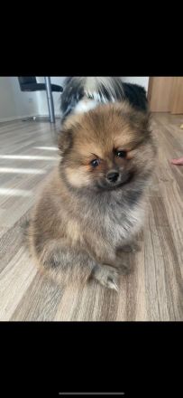 Pomeranian-Welpen, Spitz