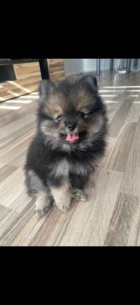 Pomeranian-Welpen, Spitz