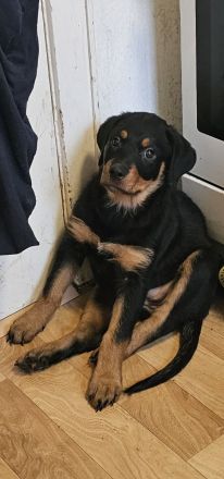 Schöne Rottweiler-Welpen