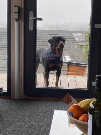 Schöne Rottweiler-Welpen