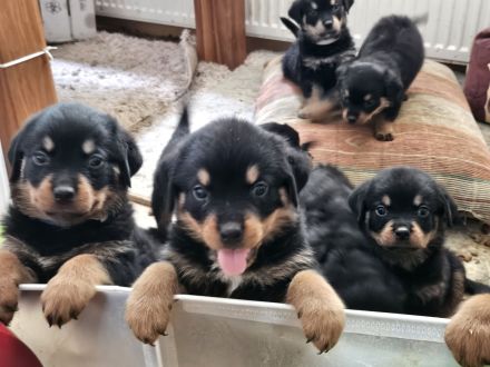 Schöne Rottweiler-Welpen