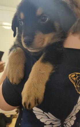 Schöne Rottweiler-Welpen