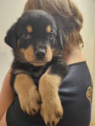 Schöne Rottweiler-Welpen