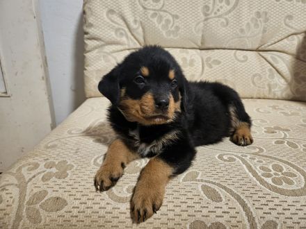 Schöne Rottweiler-Welpen