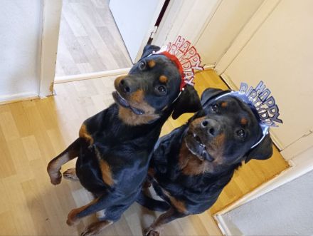 Schöne Rottweiler-Welpen