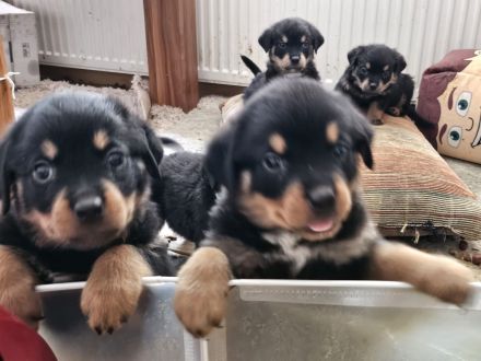 Schöne Rottweiler-Welpen