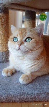 Von der Villa Goldrose