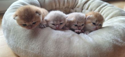 Von der Villa Goldrose