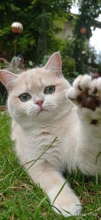 Von der Villa Goldrose