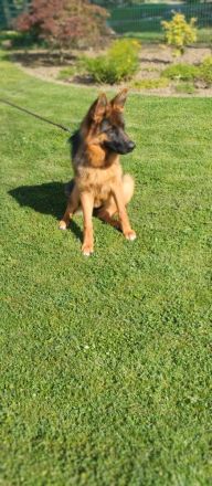 Sehr schöne Schäferhündin