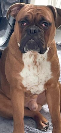 Old englische Bulldogge