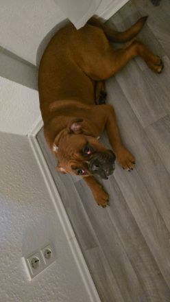 Old englische Bulldogge