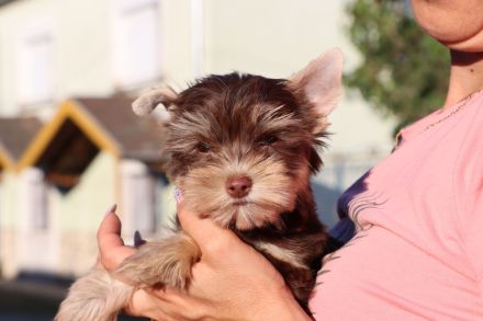 Chocolate und biro yorkshire terrier aus Europameister Verpaarung (Lieferung ist möglich)