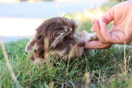 Chocolate und biro yorkshire terrier aus Europameister Verpaarung (Lieferung ist möglich)