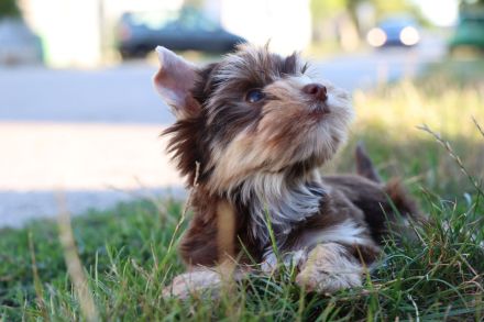 Chocolate und biro yorkshire terrier aus Europameister Verpaarung (Lieferung ist möglich)