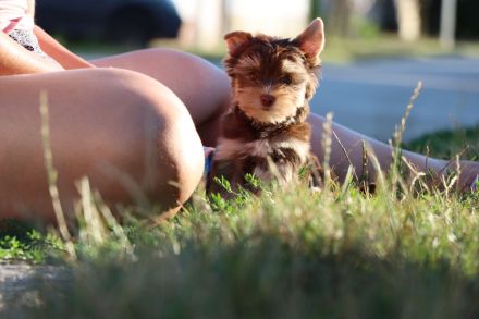 Chocolate und biro yorkshire terrier aus Europameister Verpaarung (Lieferung ist möglich)