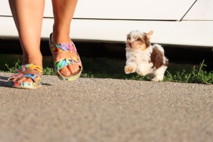 Chocolate und biro yorkshire terrier aus Europameister Verpaarung (Lieferung ist möglich)