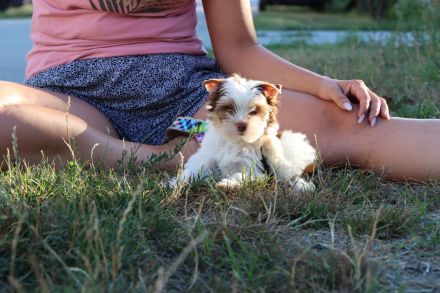 Chocolate und biro yorkshire terrier aus Europameister Verpaarung (Lieferung ist möglich)