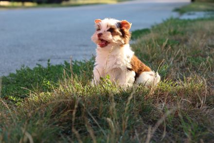 Chocolate und biro yorkshire terrier aus Europameister Verpaarung (Lieferung ist möglich)
