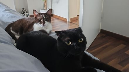 BKH und EKH Kater suchen neues Zuhause