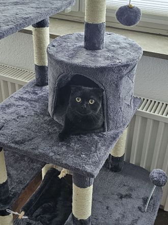 BKH und EKH Kater suchen neues Zuhause