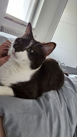 BKH und EKH Kater suchen neues Zuhause