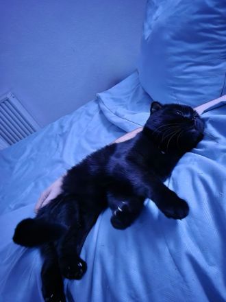 BKH und EKH Kater suchen neues Zuhause