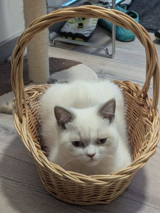 Katzenkitten mit Stammbaum