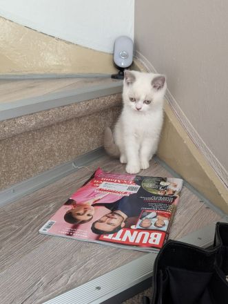 Katzenkitten mit Stammbaum