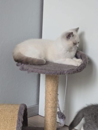 Katzenkitten mit Stammbaum