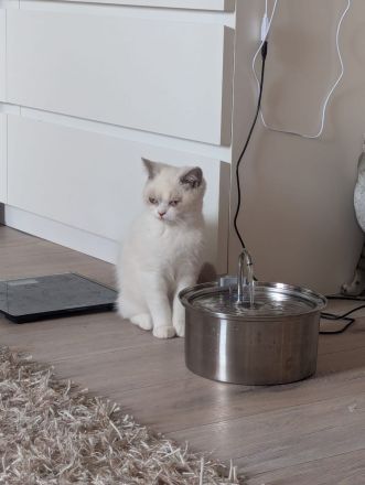 Katzenkitten mit Stammbaum