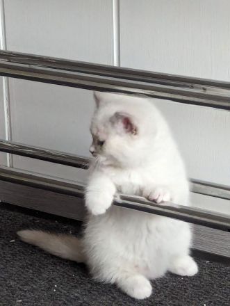 Katzenkitten mit Stammbaum