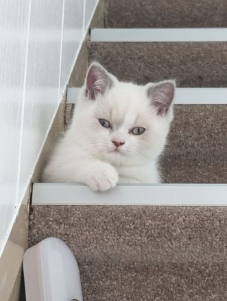 Katzenkitten mit Stammbaum