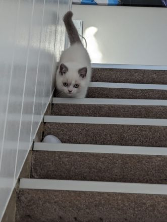 Katzenkitten mit Stammbaum