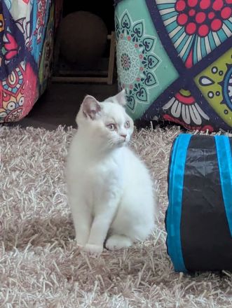 Katzenkitten mit Stammbaum