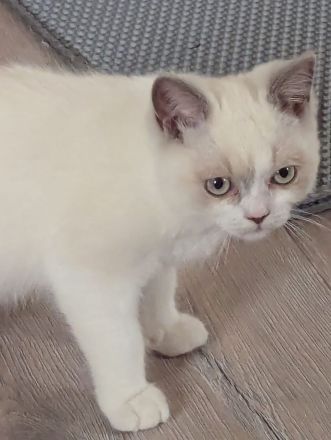 Katzenkitten mit Stammbaum