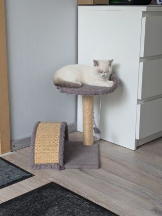 Katzenkitten mit Stammbaum